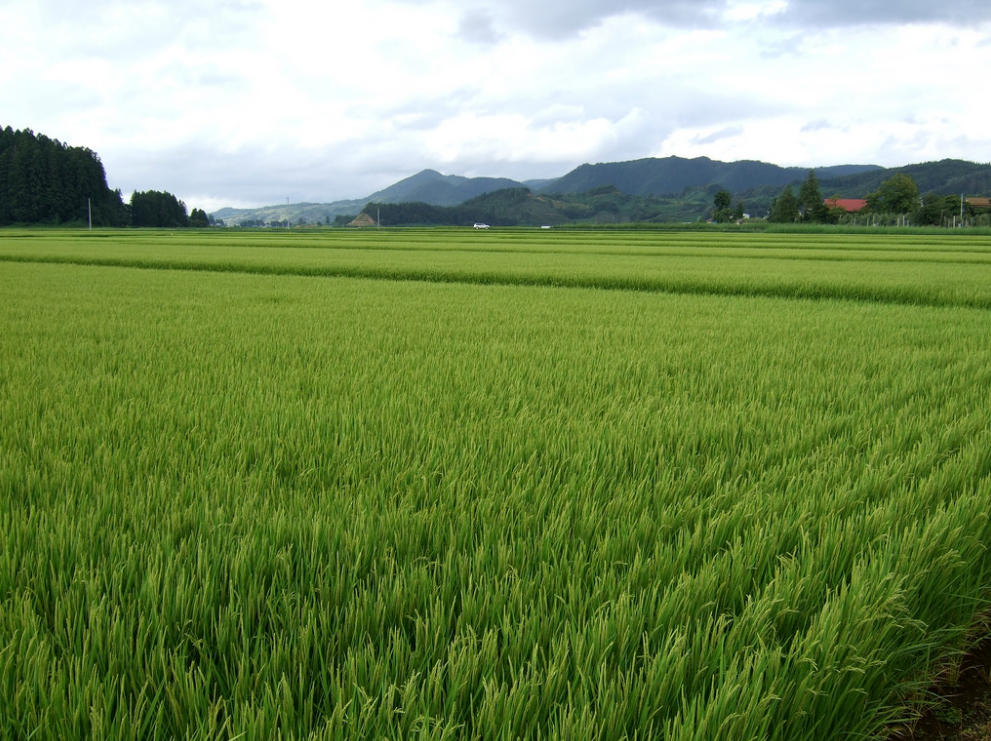 rice farm